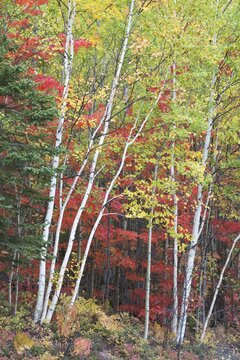 Indian Summer, Autumn Colours in the Parc de Grands Jardins, Canada