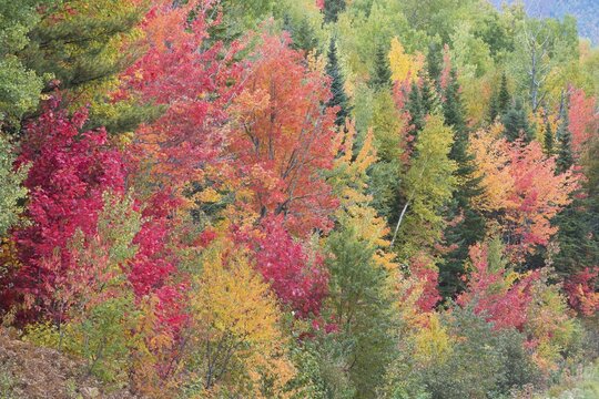 Indian Summer, Autumn Colours in the Parc de Grands Jardins, Canada