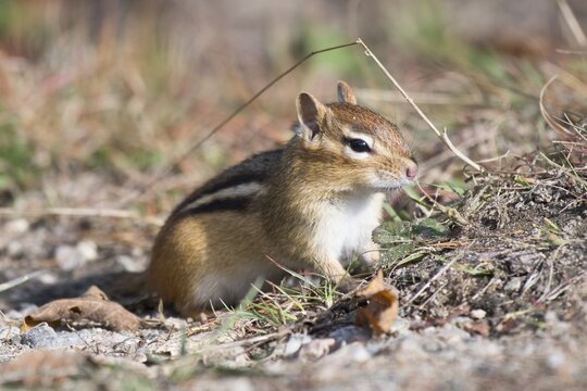 Eastern chipmunk (Tamias striatus), Algonquin Park, Canada