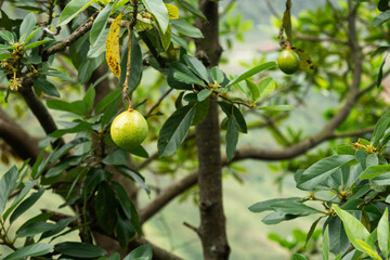 Close up of green avocado fruit hanging on tree branch in tropical garden. Fresh organic fruit growing naturally outdoors, healthy food and agricultural production concept in warm climate region.