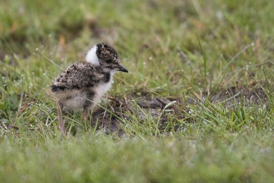 Northern lapwing (Vanellus vanellus), young, Lower Saxony, Germany