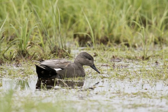 Gadwall (Mareca strepera), Lower Saxony, Germany