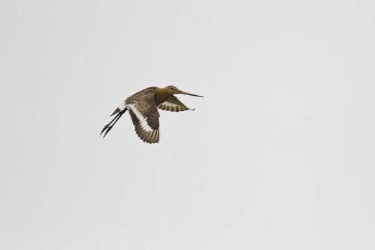 Black-tailed godwit (Limosa limosa), running in wet meadow, Lower Saxony, Germany