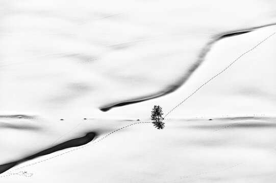 Deeply snow-covered stream with small tree and animal tracks, Scharzwassertal, Ritzlern, Kleinwalsertal, Vorarlberg, Austria