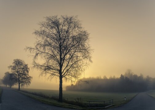 Row of trees with path in the fog at sunrise, Dirlewang, Unterallg&auml;u, Swabia, Bavaria, Germany