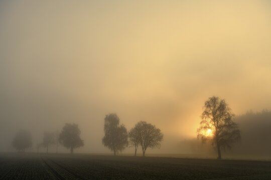 Row of trees in the fog at sunrise, Dirlewang, Unterallg&auml;u, Swabia, Bavaria, Germany