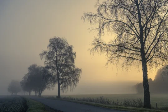 Row of trees with path in the fog at sunrise, Dirlewang, Unterallgäu, Swabia, Bavaria, Germany