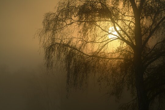 Warty birch (Betula pendula) in the fog at sunrise, Dirlewang, Unterallg&auml;u, Swabia, Bavaria, Germany