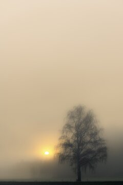 Warty birch (Betula pendula) in the fog at sunrise, Dirlewang, Unterallg&auml;u, Swabia, Bavaria, Germany