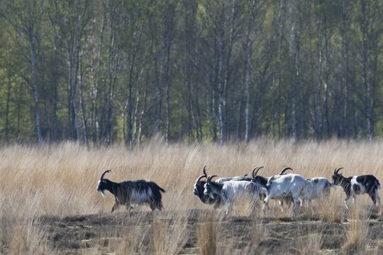 Wild goat (Capra aegagrus) as biotope caretakers, Emsland, Lower Saxony, Germany
