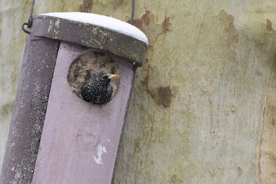 Common starling (Sturnus vulgaris) looking out of bird nest box, Hesse, Germany
