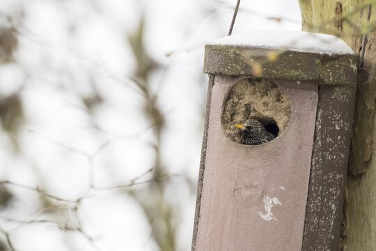Common starling (Sturnus vulgaris) looking out of bird nest box, Hesse, GermanyHesse, Germany