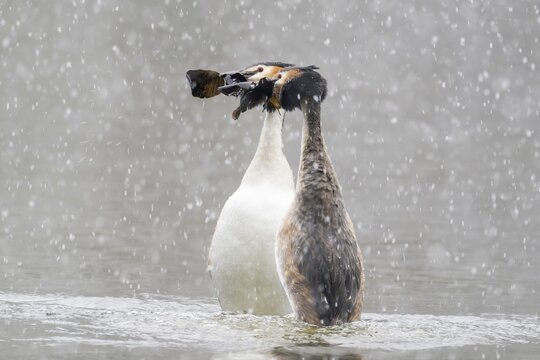 Courting great crested grebe (Podiceps cristatus), Penguin Dance, Snowfall, Hesse, Germany