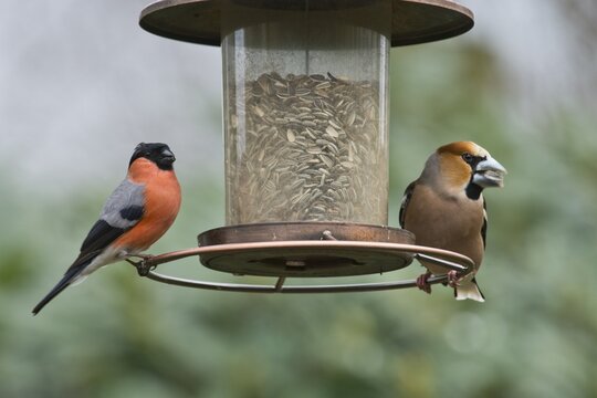 Hawfinch (Coccothraustes coccothraustes) and eurasian bullfinch (Pyrrhula pyrrhula) at the feeder, Emsland, Lower Saxony, Germany