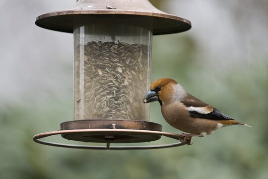 Hawfinch (Coccothraustes coccothraustes) at the feeder, Emsland, Lower Saxony, Germany