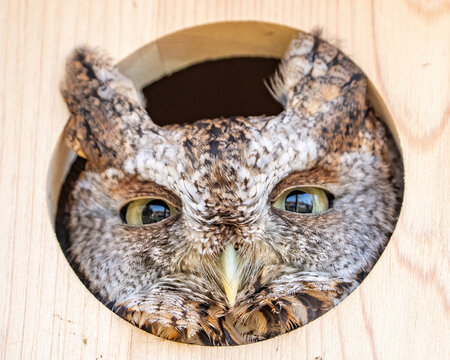 Screech Owl in a bird box