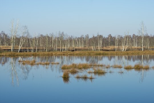 Rewetting area, Emsland, Lower Saxony, Germany