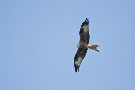 Red kite (Milvus milvus), Wollmatinger Ried, Baden-W&uuml;rttemberg, Germany