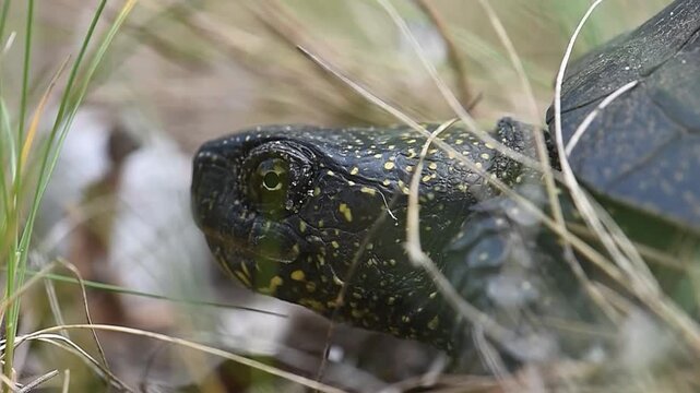 turtle head in the grass