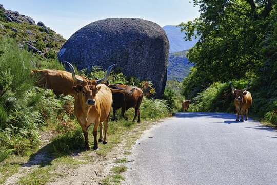 Cachena Cows walking on a road, Peneda Geres National Park, Minho, Portugal