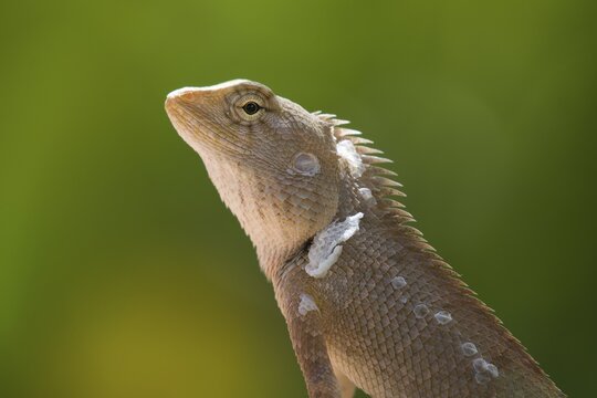 Oriental garden lizard (Calotes versicolor), female, Phan Thiet, Vietnam