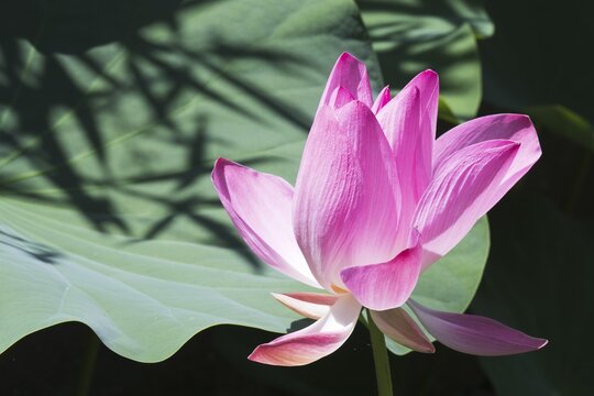 Lotus (Nelumbo nucifera), Siem Reap, Cambodia
