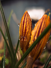 close up of yellow flower © Stefan Zimmer 