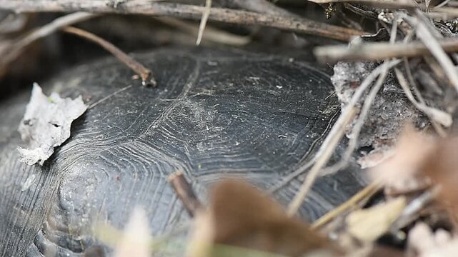 Turtle on sandy ground in grass laying eggs