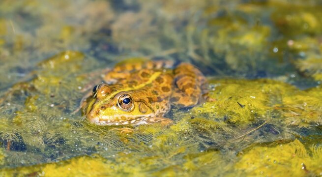 Water frog (Ranidae) sitting on water plants, Botanical Garden, Zurich, Switzerland