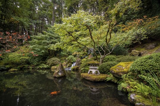 Landscaped pond with waterfall, shrine and koi carp in densely overgrown garden, Japanese Garden, Portland, Oregon, USA