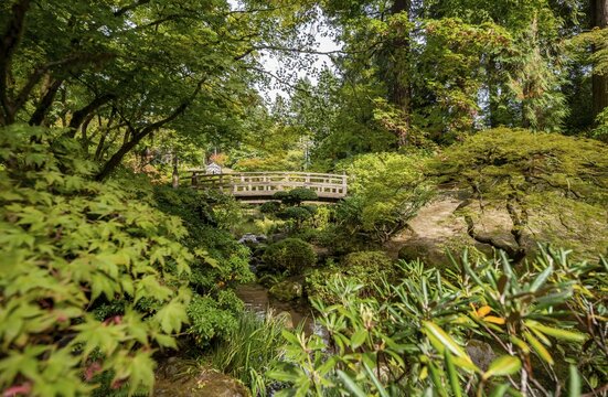 Bridge over an established stream, densely overgrown garden, Japanese Garden, Portland, Oregon, USA