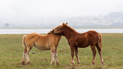 Fototapeta premium Dos caballos jóvenes compartiendo un momento de afecto en el campo.