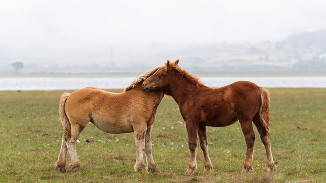 Dos caballos j&oacute;venes compartiendo un momento de afecto en el campo.