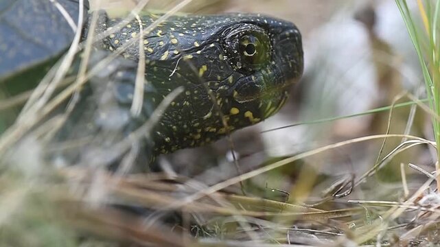 turtle in the grass