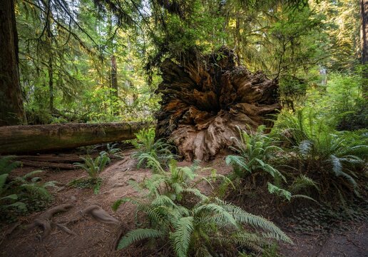 Fallen trunk of a redwood tree, coast redwood (Sequoia sempervirens), forest with ferns and dense vegetation, Jedediah Smith Redwoods State Park, Simpson-Reed Trail, California, USA