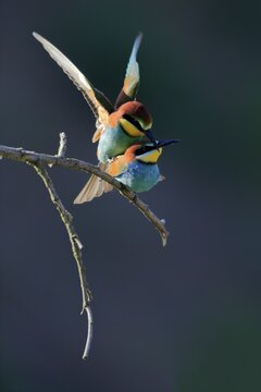 Bee-eater, European bee-eater (Merops apiaster), adult, pair, perch, mating, Rhineland-Palatinate, Germany