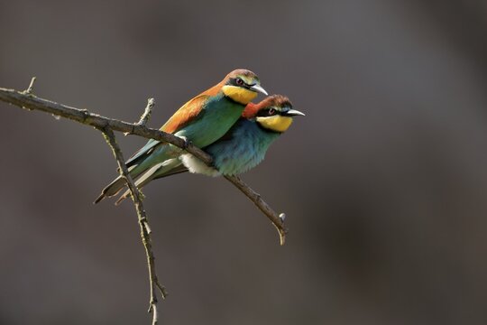 Bee-eater, European bee-eater (Merops apiaster), adult, pair, perch, alert, Rhineland-Palatinate, Germany
