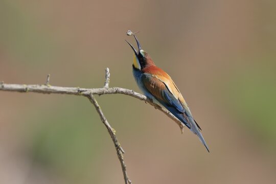 Bee-eater, European bee-eater (Merops apiaster), adult, on wait, with prey, Rhineland-Palatinate, Germany
