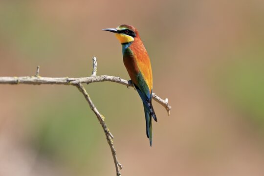Bee-eater, European bee-eater (Merops apiaster), adult, perch, alert, Rhineland-Palatinate, Germany