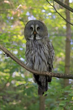 Great grey owl (Strix nebulosa), adult, on tree, alert, captive, Europe Great Grey Owl, Europe Great Grey Owl, adult on tree alert, tree, alert, alertness, owl, owls, bird, birds, raptor, raptors, bird of prey, birds of prey, animal, animals, zoology, ornithology, wild, wildlife, outdoor, outdoors, outside, colour, colo, Germany