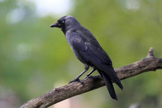 Eurasian western jackdaw (Coloeus monedula), adult, on perch, Rhineland-Palatinate, Germany