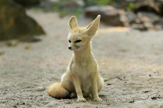 Fennek, fennec fox (Vulpes zerda), adult, captive, North Africa