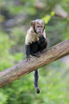 Golden-bellied capuchin (Sapajus xanthosternos), adult, on tree, captive, Brazil, South America