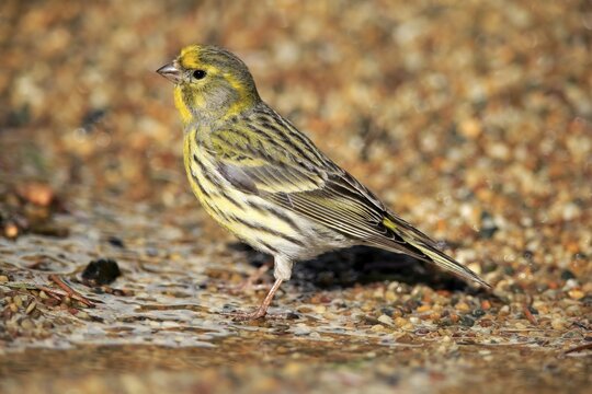 Serin (Serinus serinus), adult, male, at the water, garden pond, Rhineland-Palatinate, Germany