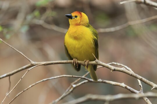 Taveta weaver (Ploceus castaneiceps), adult, male, on standby, captive, East Africa