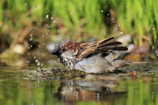 House sparrow (Passer domesticus), adult, male, bathing, in water, garden pond, Rhineland-Palatinate, Germany