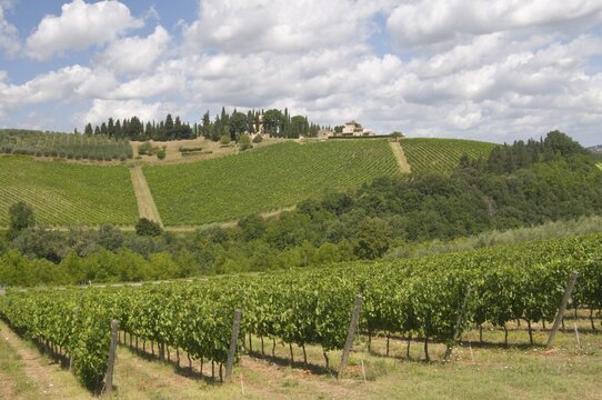 Vineyard, Chianti region, Tuscany, Italy