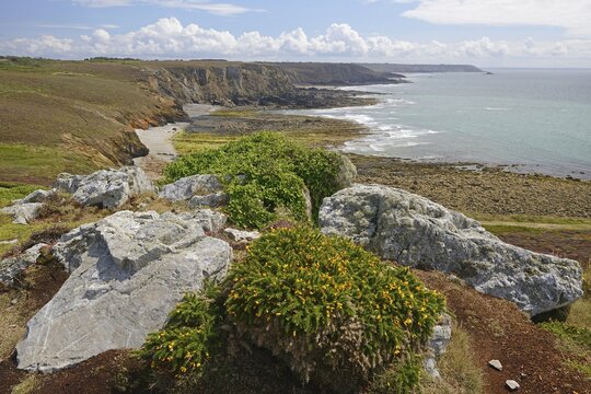 Common gorse (Ulex europaeus) on rocky bay, Pointe de Dinan, Brittany, France