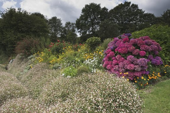 Front garden with hydrangea and mexican fleabanes (Erigeron karvinskianus), Brittany, France