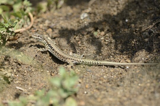 Common wall lizard (Podarcis muralis), Brittany, France